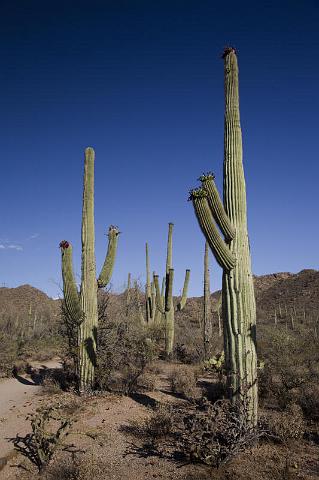 121 Saguaro National Park.jpg